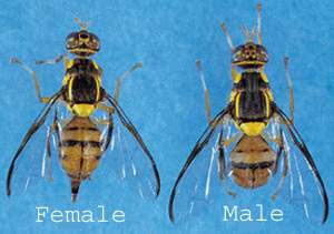 Oriental fruit flies. Courtesy Santa Clara County.