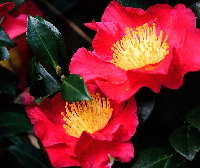 With their glossy green leaves and brilliant blossoms, the yuletide camellia is especially stunning, with bright red blossoms and yellow centers. Photo courtesy University of Georgia College of Agricultural and Environmental Sciences.